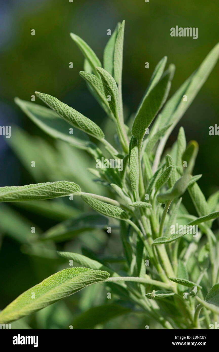 common sage, kitchen sage (Salvia officinalis), leaves Stock Photo Alamy