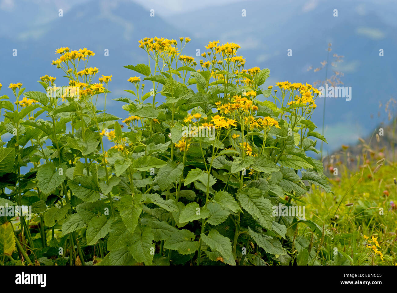 Alpine Ragwort (Senecio alpinus, Senecio cordatus), blooming, Germany Stock Photo