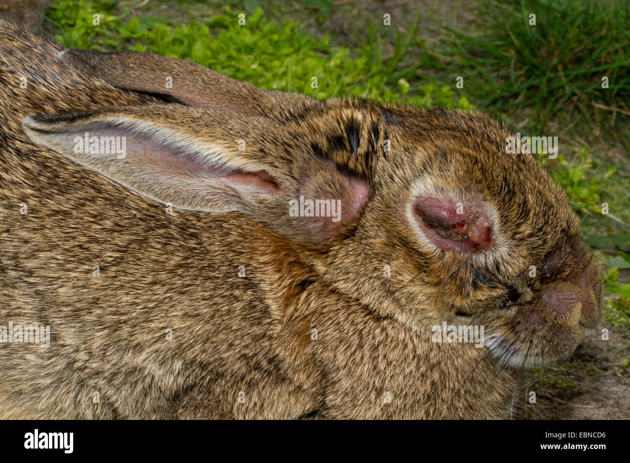 European rabbit (Oryctolagus cuniculus), down with Myxomatosis, Netherlands, Frisia Stock Photo