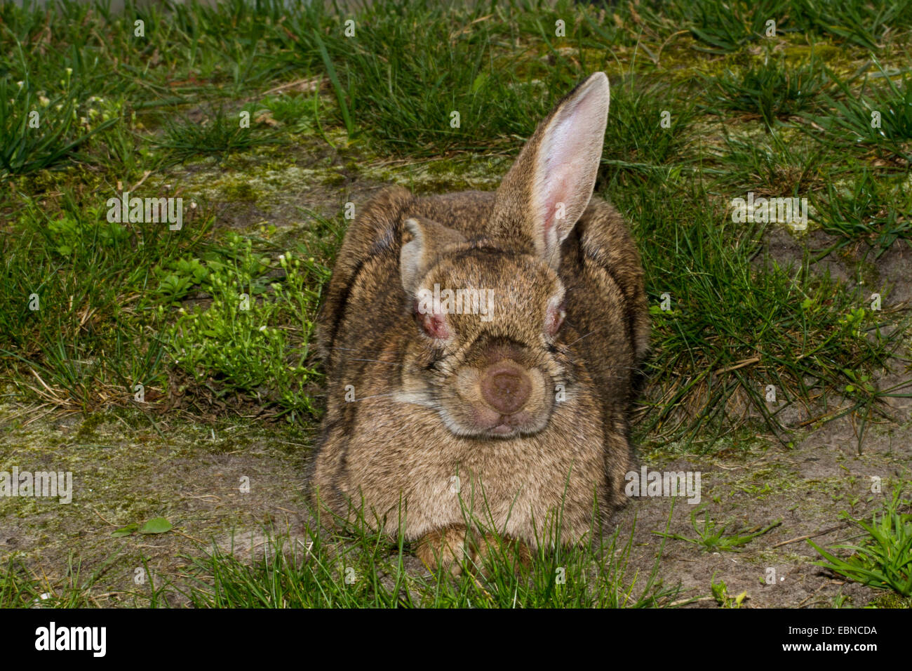European rabbit (Oryctolagus cuniculus), down with Myxomatosis and therfore blind, Netherlands, Frisia Stock Photo