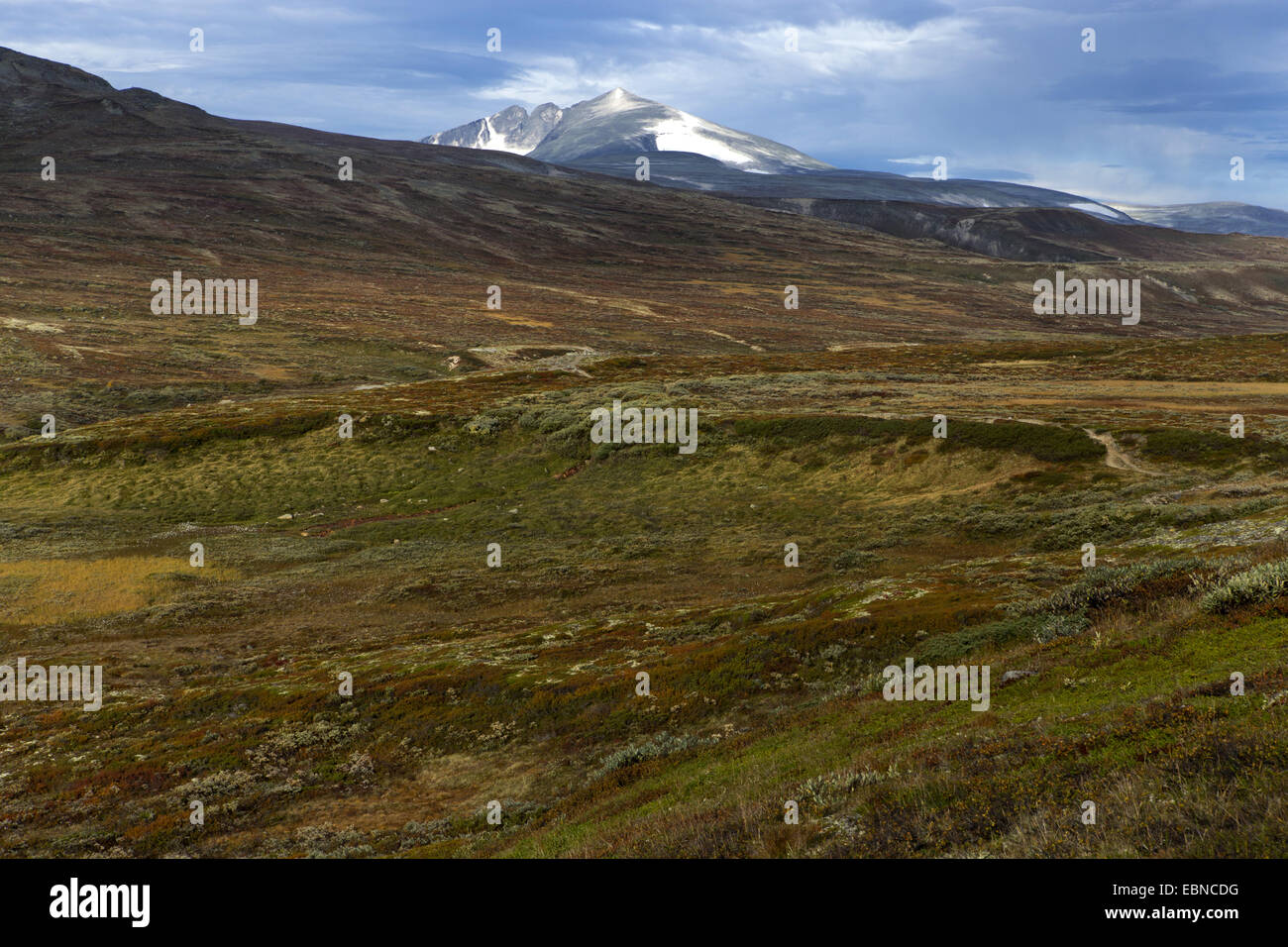 Tundra landscape at the Dovrefjell Sunndalsfjella National Park, Norway ...