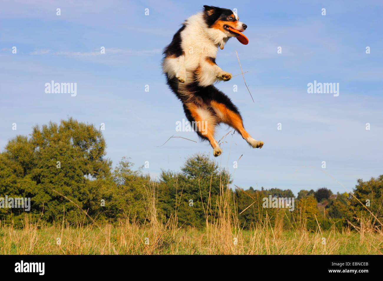 Australian Shepherd (Canis lupus f. familiaris), Australian Shepherd catching a flying disc, Germany Stock Photo