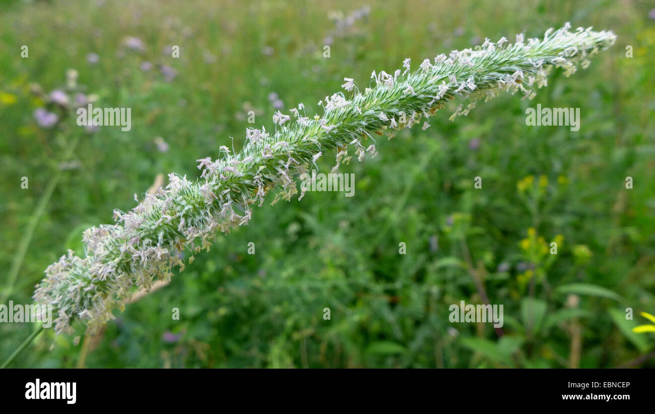 meadow timothy (Phleum pratense), blooming, Germany Stock Photo