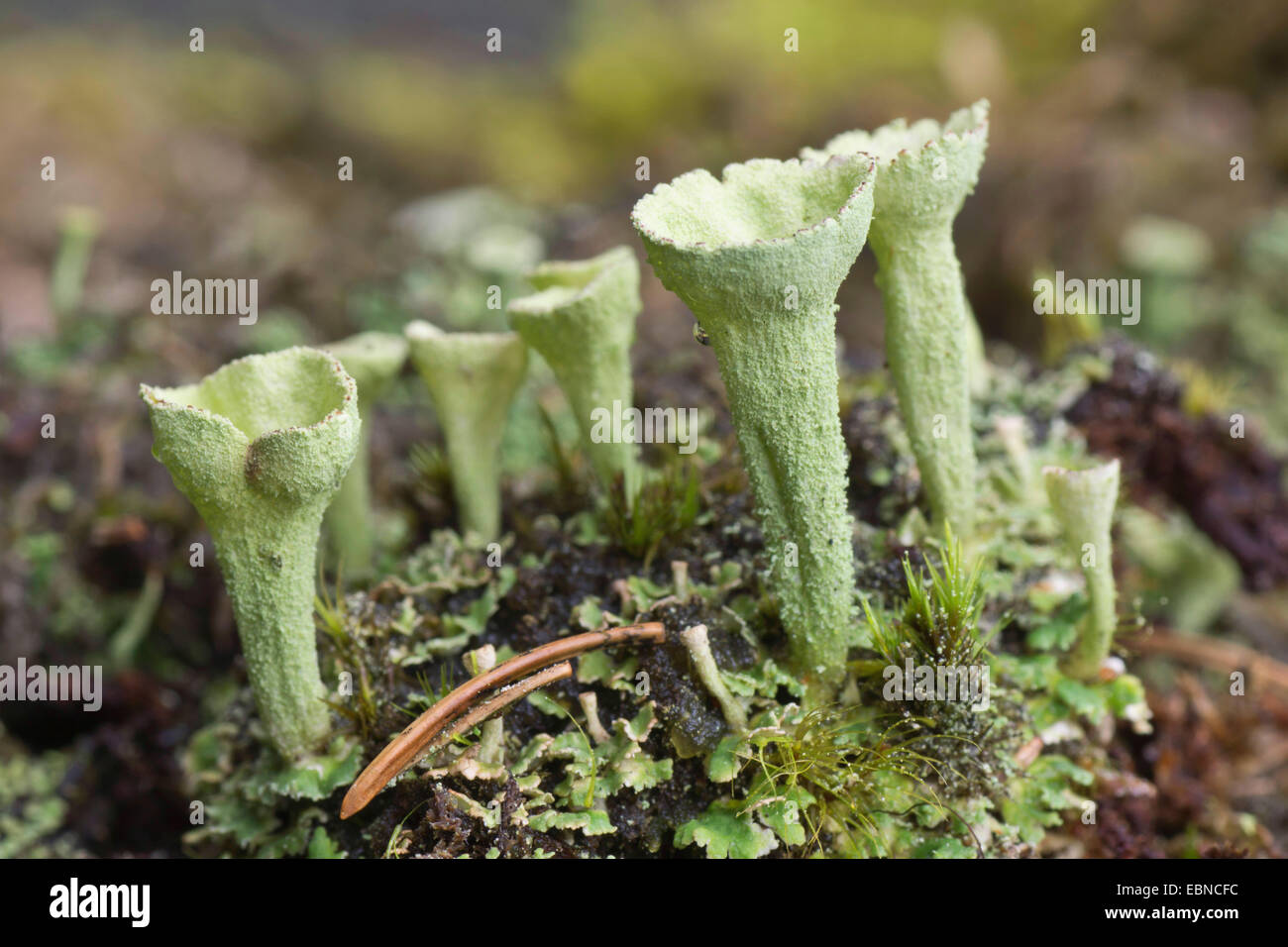 cup lichen (Cladonia spec.), several on a stone, Germany, Bavaria, Oberbayern, Upper Bavaria Stock Photo
