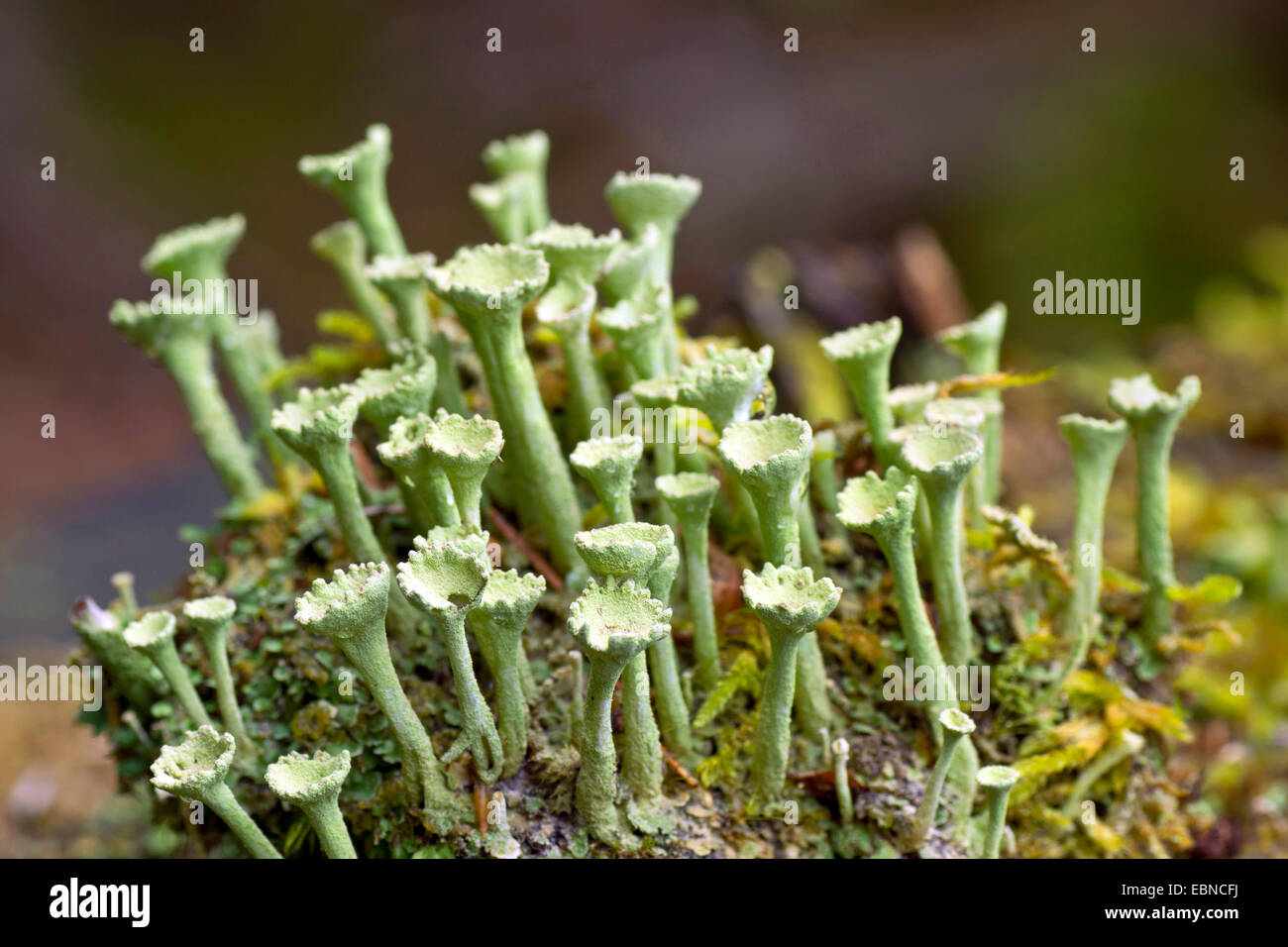 cup lichen (Cladonia spec.), several on a stone, Germany, Bavaria, Oberbayern, Upper Bavaria Stock Photo
