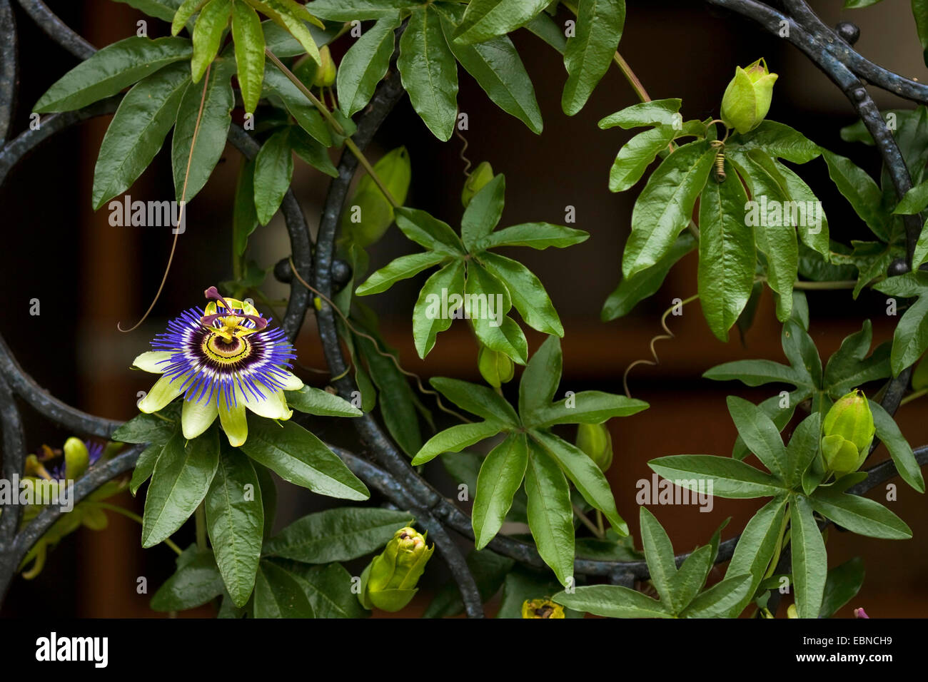 Blue Passionflower (Passiflora caerulea), blooming Stock Photo