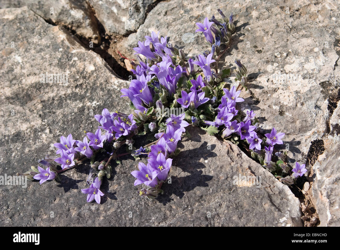 bellflower (Campanula spec.), growing in a rock crevice, Greece, Peloponnese Stock Photo