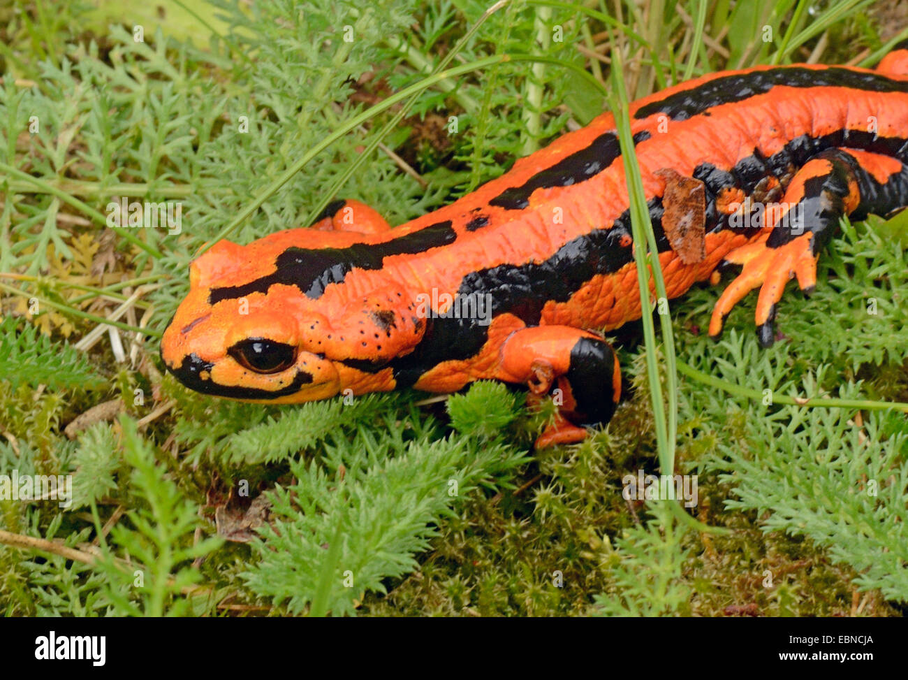 European fire salamander (Salamandra salamandra), red morph with stripes, Germany Stock Photo