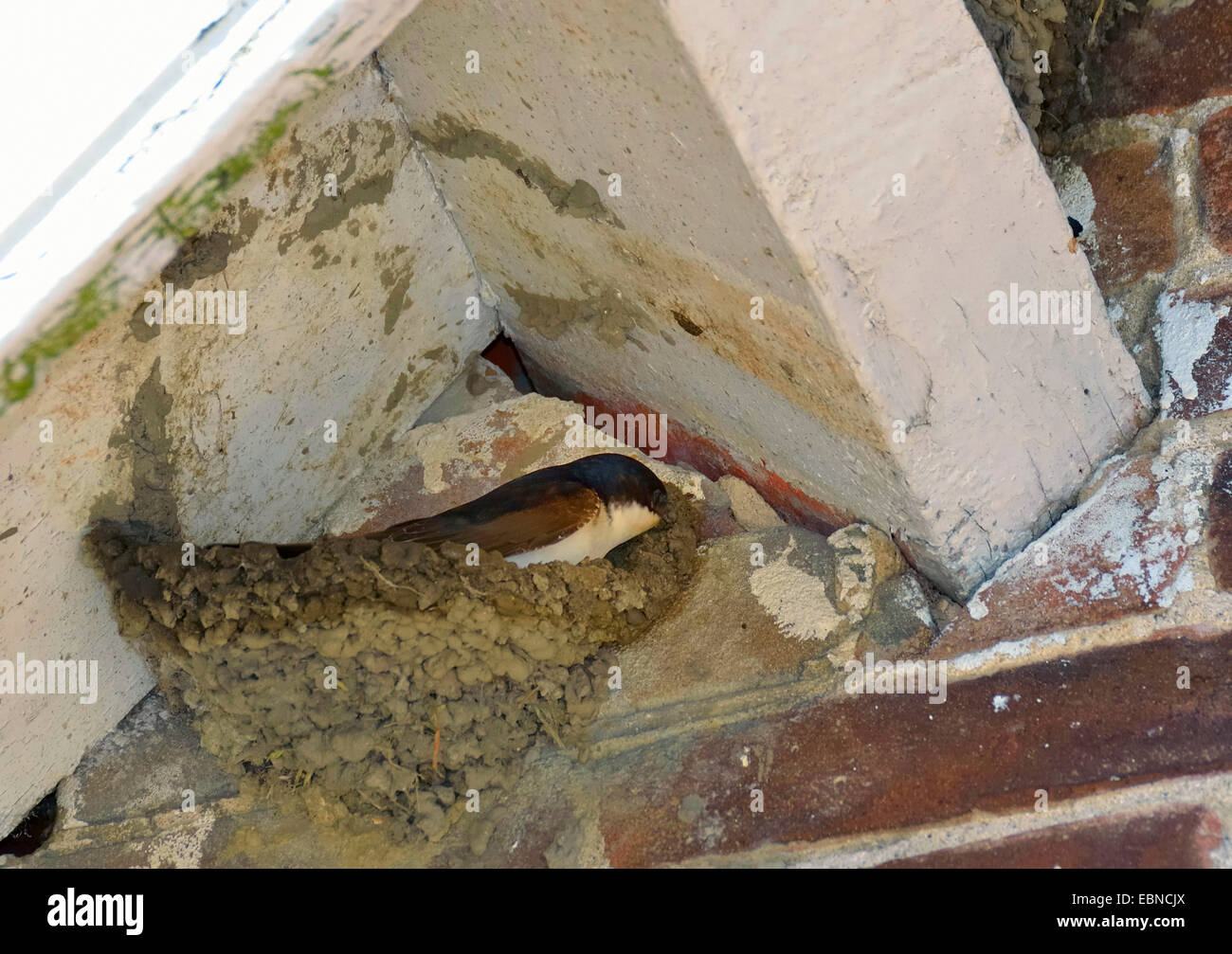 common house martin (Delichon urbica), builing its nest under a gabled roof, Netherlands Stock Photo