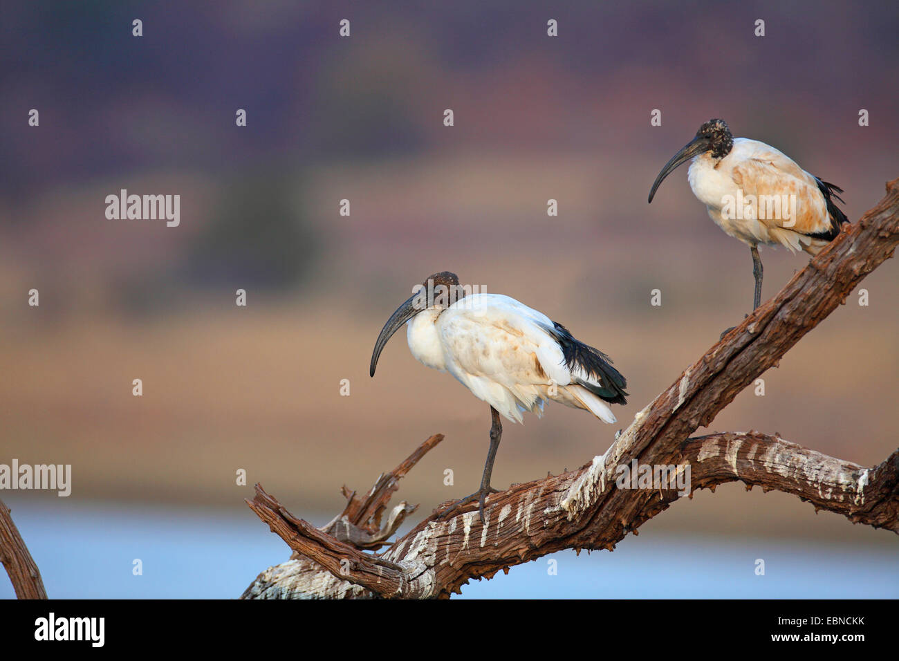 sacred ibis (Threskiornis aethiopicus), two ibises standing on a dead tree, South Africa, Pilanesberg National Park Stock Photo