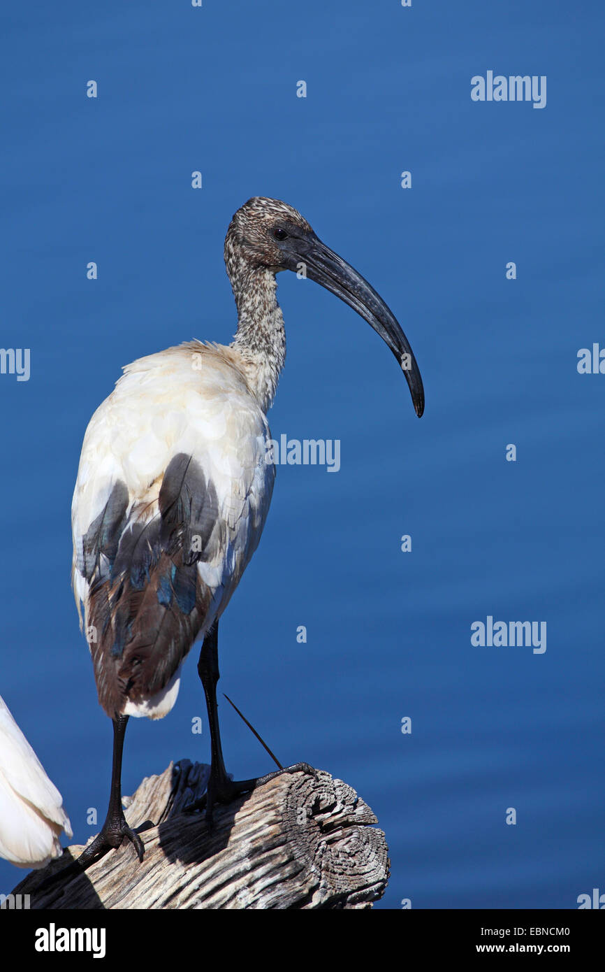 sacred ibis (Threskiornis aethiopicus), ibis in immature plumage standing on a dead tree, South Africa, Pilanesberg National Park Stock Photo