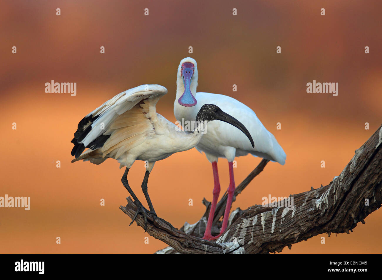 sacred ibis (Threskiornis aethiopicus), ibis and african spoonbill standing on a dead tree, South Africa, Pilanesberg National Park Stock Photo