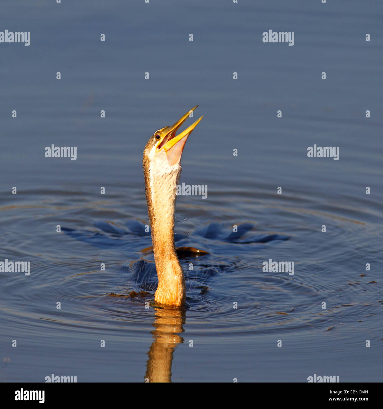 African darter (Anhinga rufa), swallowing a fish, South Africa, Pilanesberg National Park Stock Photo