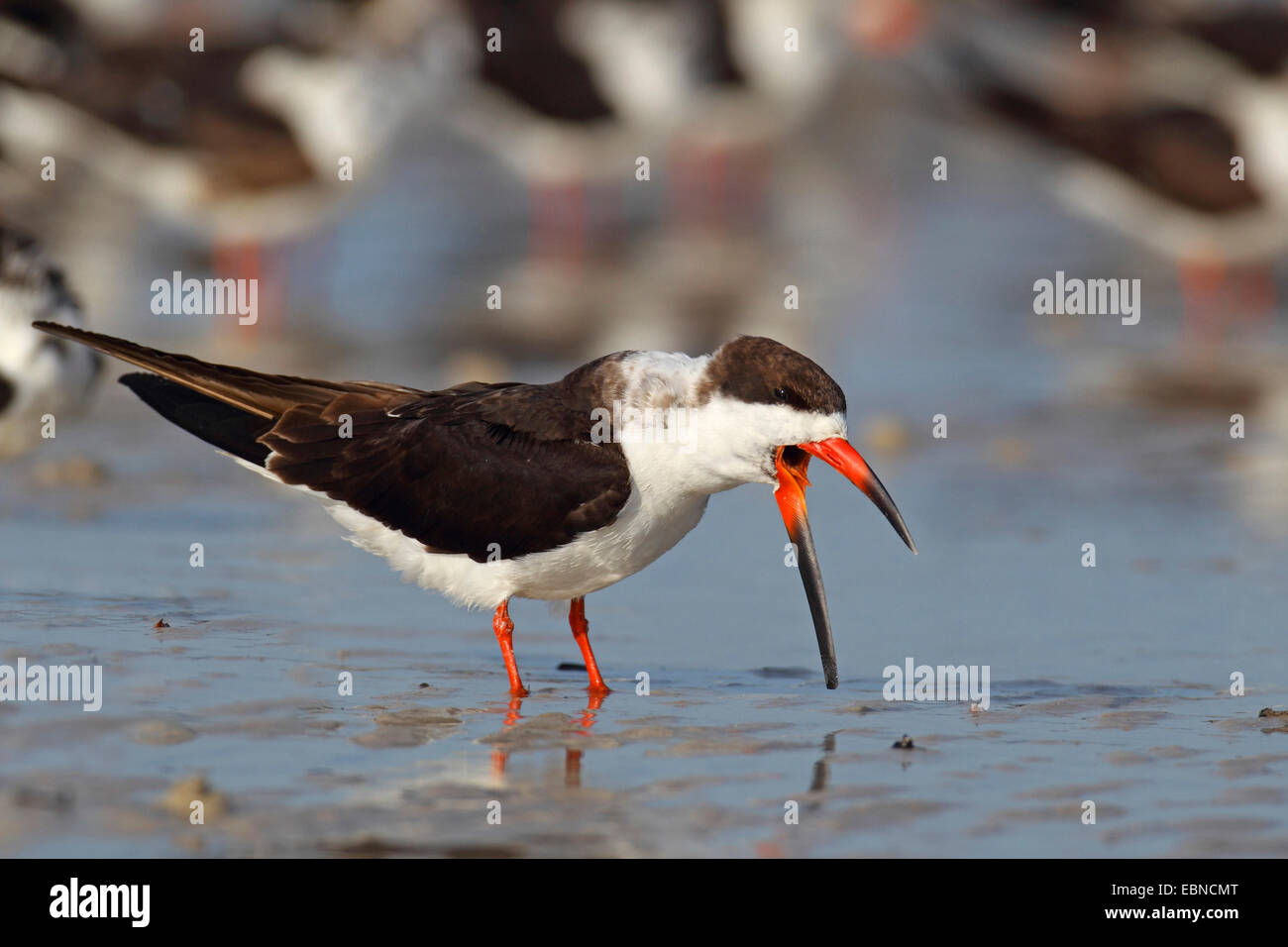 black skimmer (Rynchops niger), standing with open bill at the shoreline, USA, Florida Stock Photo