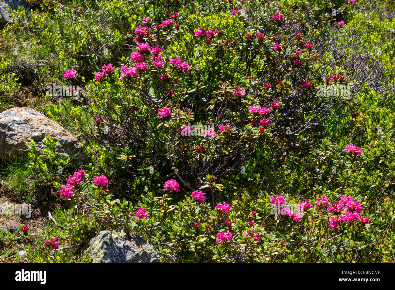 rust-leaved alpine rose (Rhododendron ferrugineum), blooming, Austria, Kaernten, Nockberge National Park Stock Photo