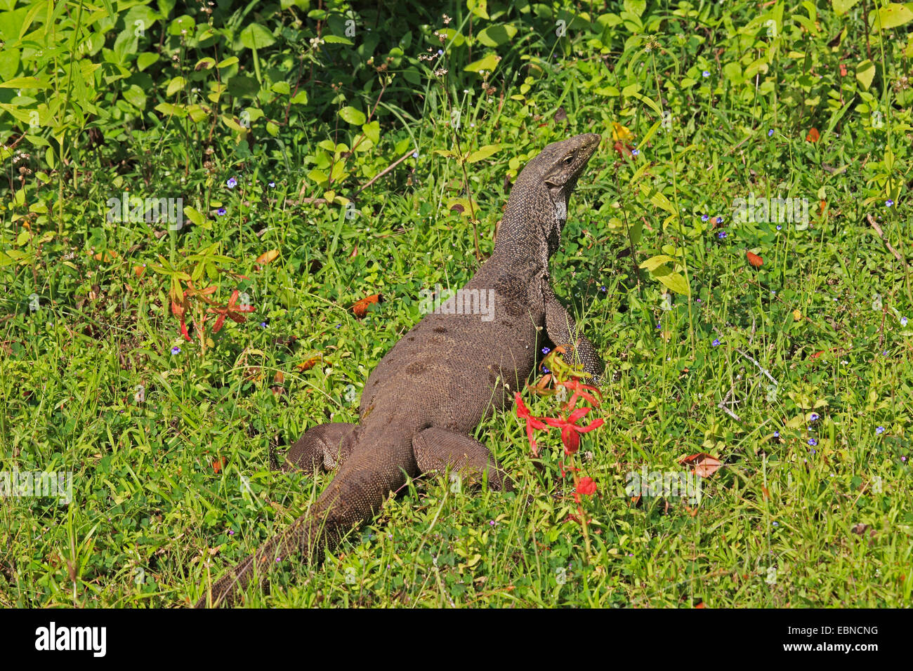 Bengal monitor, Indian monitor, common monitor (Varanus bengalensis