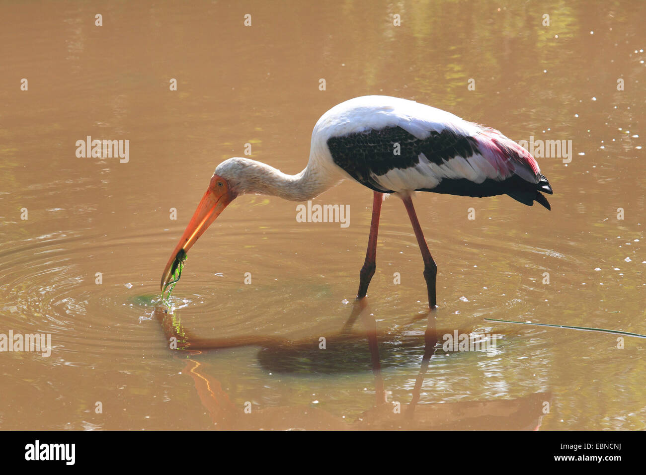 painted stork (Mycteria leucocephala, Ibis leucocephalus), catching prey, Sri Lanka, Yala National Park Stock Photo