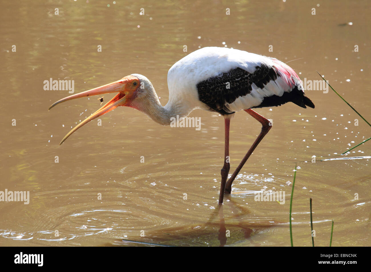 painted stork (Mycteria leucocephala, Ibis leucocephalus), caught prey, Sri Lanka, Yala National Park Stock Photo
