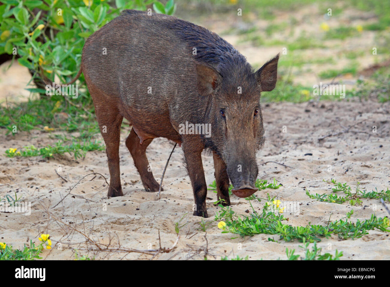Sri Lankan Wild Boar (Sus scrofa affinis, Sus affinis), female, Sri Lanka, Yala National Park Stock Photo