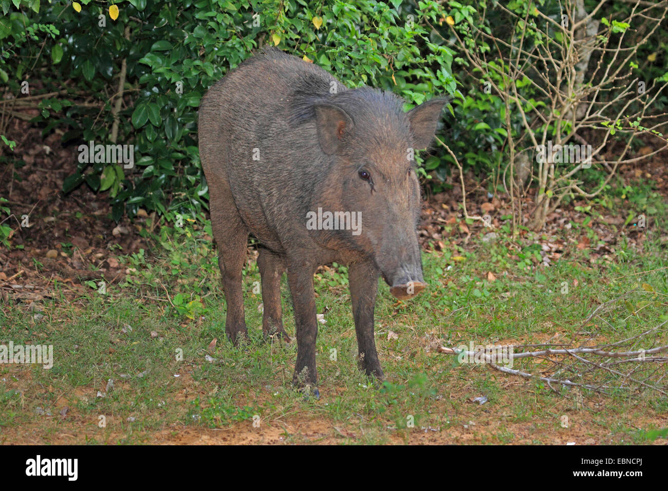 Sri Lankan Wild Boar (Sus scrofa affinis, Sus affinis), standing in front of shrubbery, Sri Lanka, Yala National Park Stock Photo