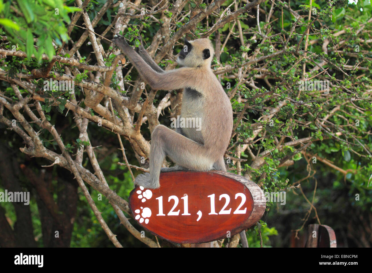 Tufted gray langur (Semnopithecus priam), sitting on a sign with house numbers, Sri Lanka, Yala National Park Stock Photo