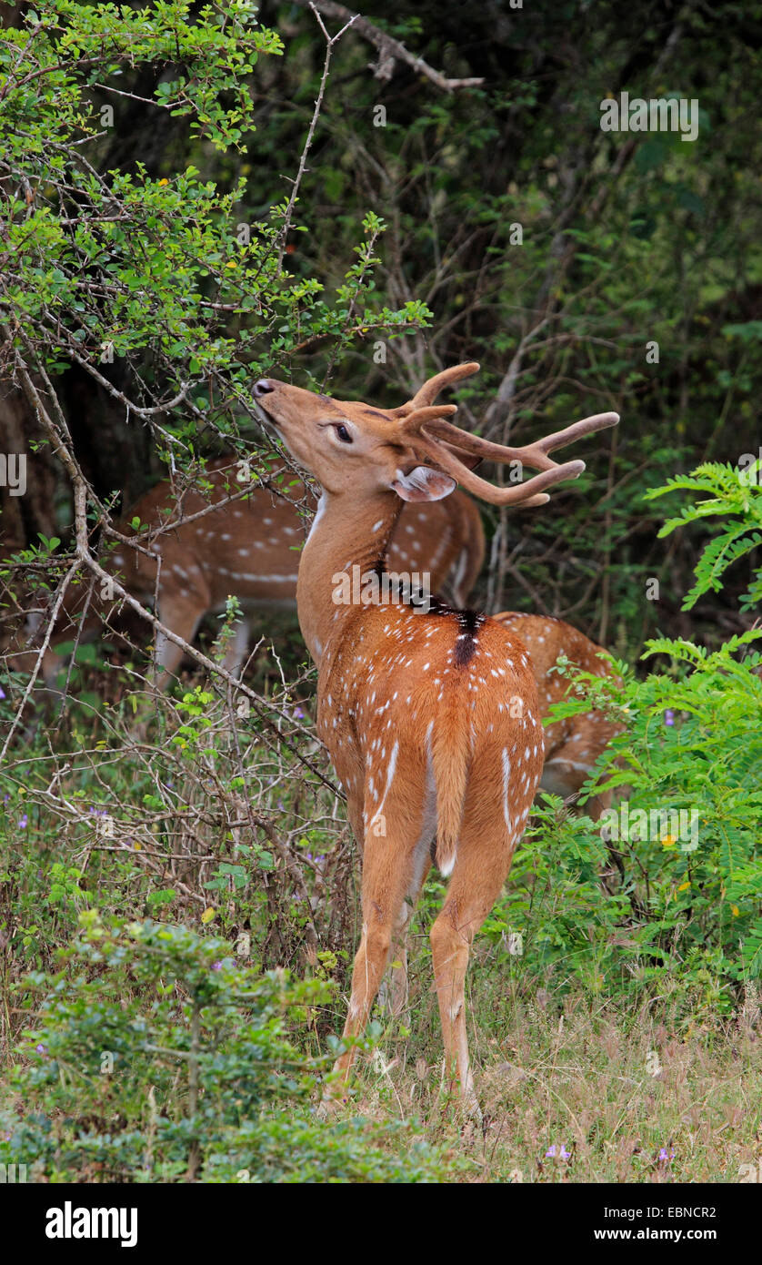 spotted deer, axis deer, chital (Axis axis, Cervus axis), male feeding, Sri Lanka Stock Photo