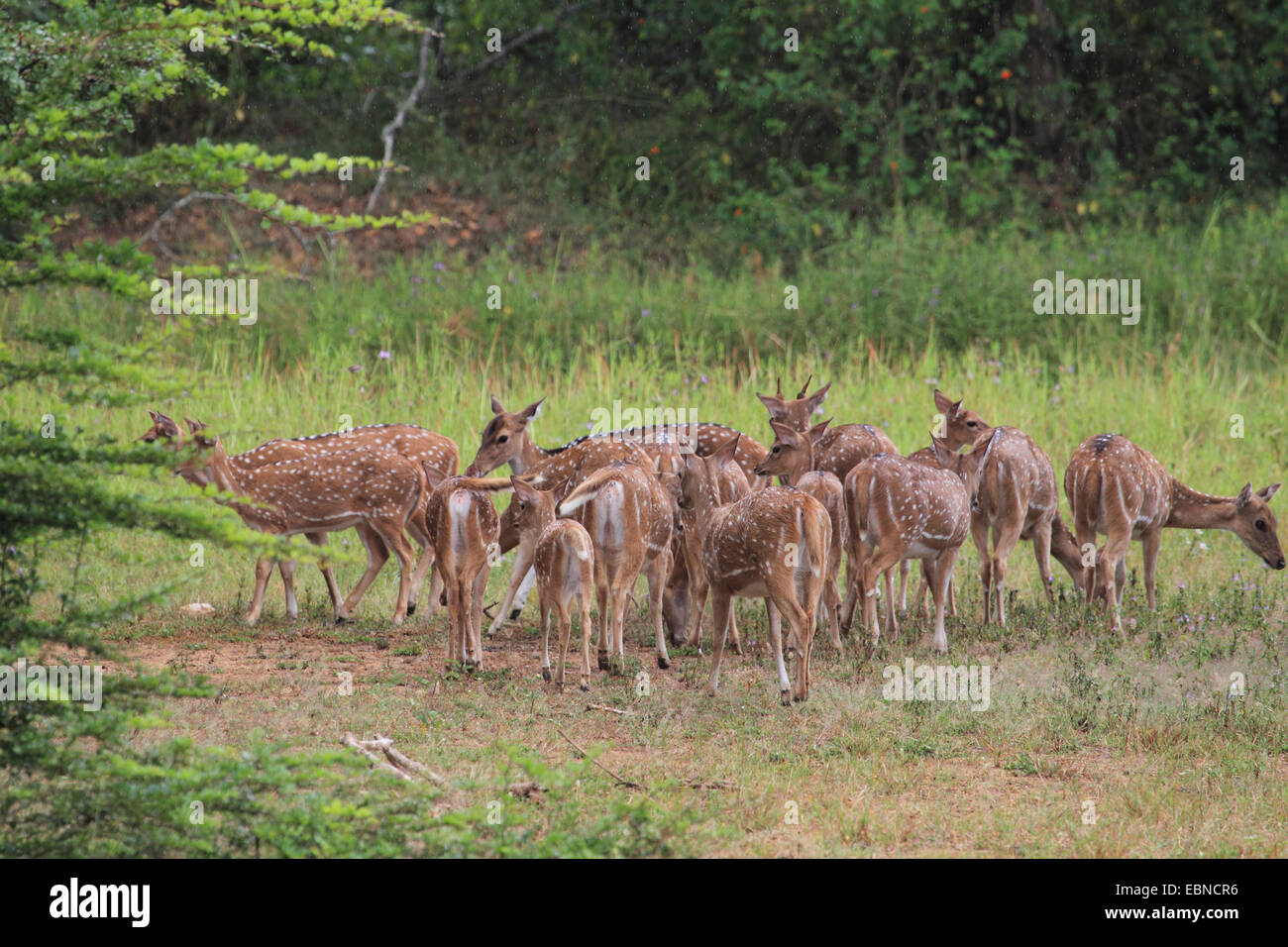 spotted deer, axis deer, chital (Axis axis, Cervus axis), herd of deers, Sri Lanka Stock Photo