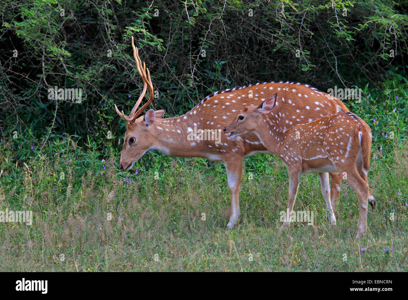 spotted deer, axis deer, chital (Axis axis, Cervus axis), stag standing with a calf in front of bushes, Sri Lanka, Yala National Park Stock Photo