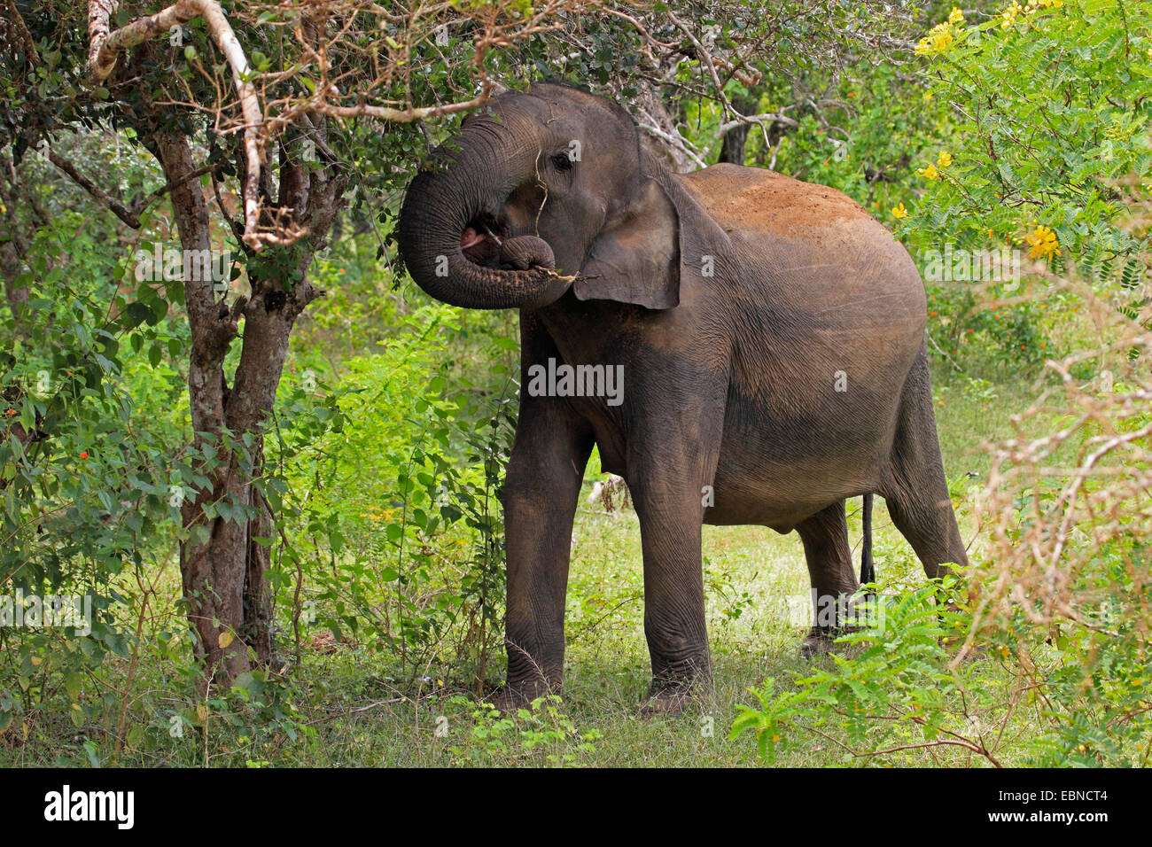 Sri Lanka Elephant, Asiatic elephant, Asian elephant (Elephas maximus, Elephas maximus maximus), feeding twigs from a bush, Sri Lanka, Yala National Park Stock Photo