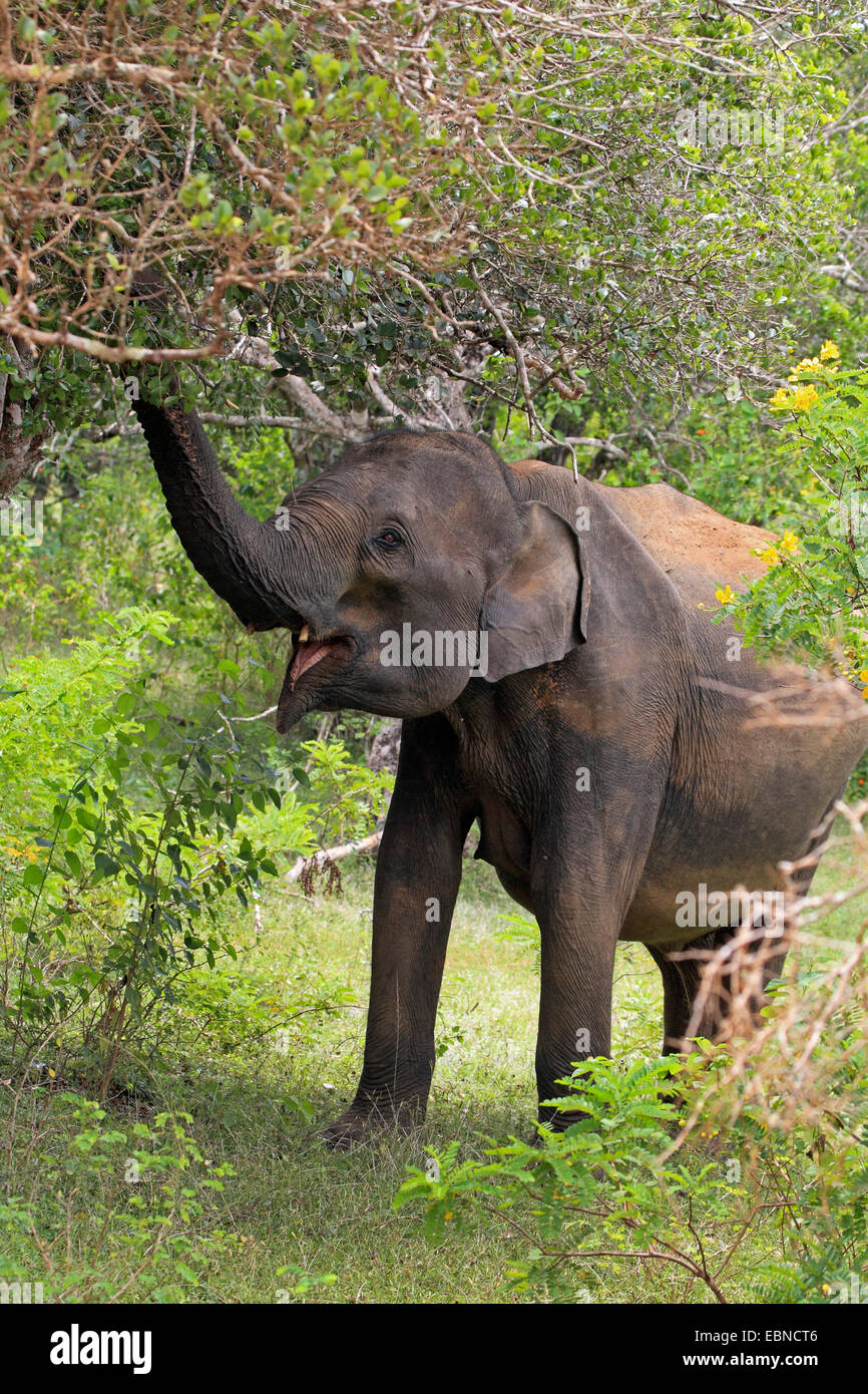 Sri Lanka Elephant, Asiatic elephant, Asian elephant (Elephas maximus, Elephas maximus maximus), picking with the trunk twigs from a bush, Sri Lanka, Yala National Park Stock Photo