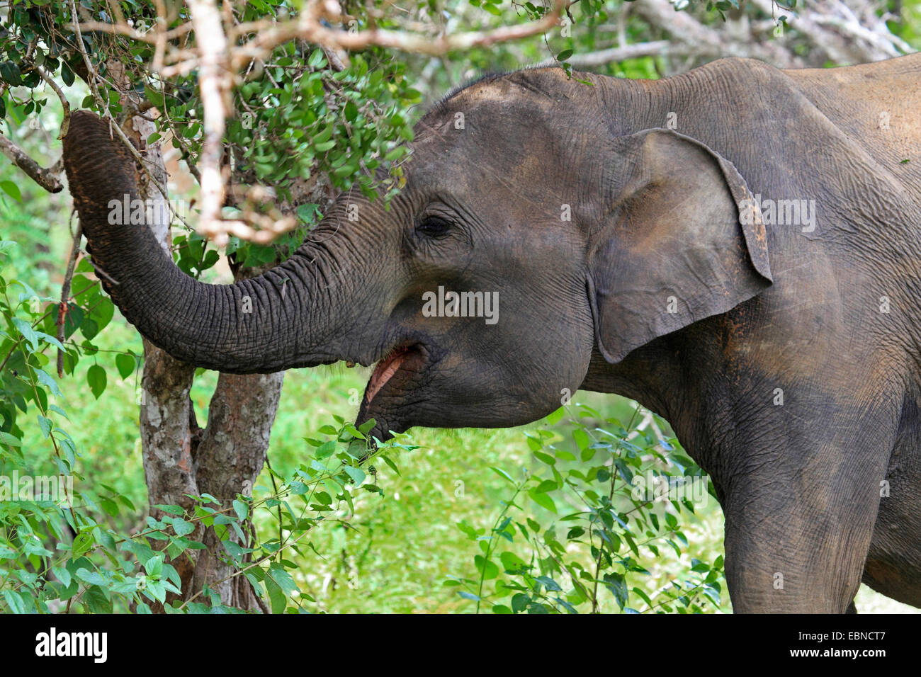 Sri Lanka Elephant, Asiatic elephant, Asian elephant (Elephas maximus, Elephas maximus maximus), picking leaves with the trunk from a bush, Sri Lanka, Yala National Park Stock Photo