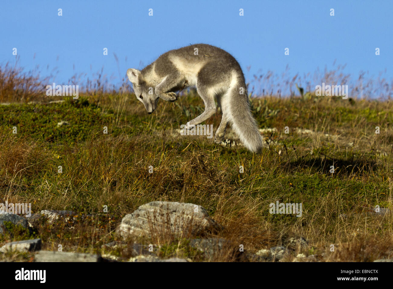 arctic fox, polar fox (Alopex lagopus, Vulpes lagopus), preying on mice, Norway, Oppdal Stock Photo