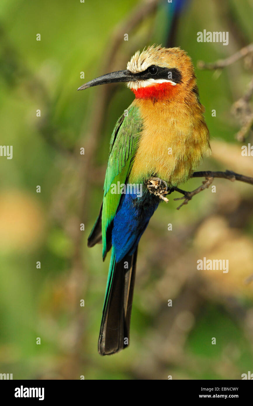white-fronted bee eater (Merops bullockoides), on a twig, Botswana, Chobe National Park Stock Photo
