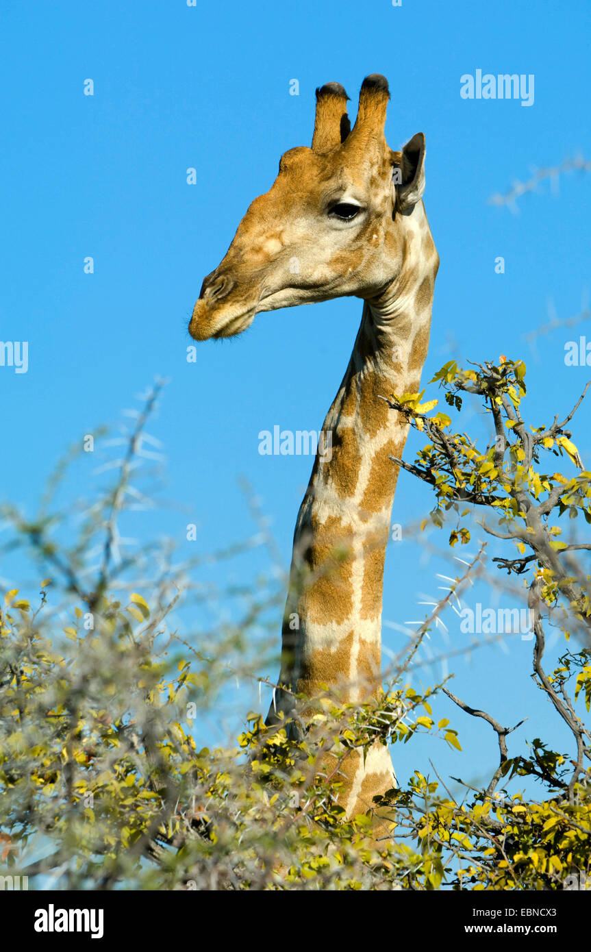 Angolan giraffe, Smoky giraffe (Giraffa camelopardalis angolensis), portrait in evening light, Namibia, Etosha National Park Stock Photo