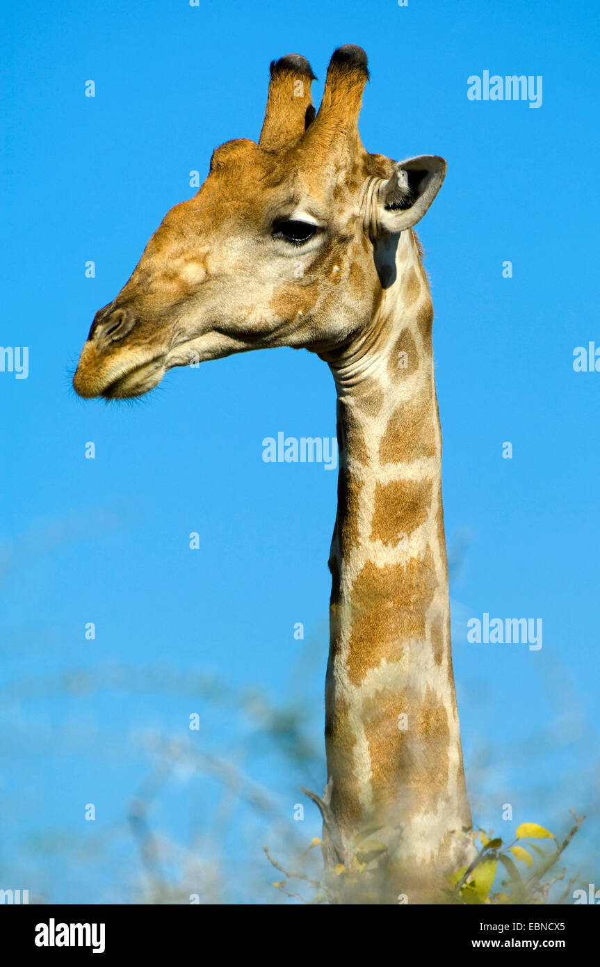 Angolan giraffe, Smoky giraffe (Giraffa camelopardalis angolensis), portrait in evening light, Namibia, Etosha National Park Stock Photo