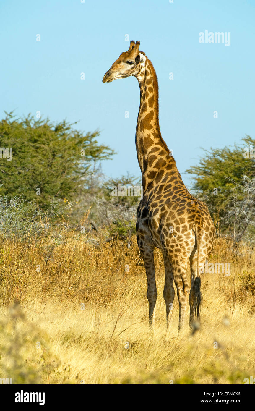 Angolan giraffe, Smoky giraffe (Giraffa camelopardalis angolensis), in evening light, Namibia, Etosha National Park Stock Photo