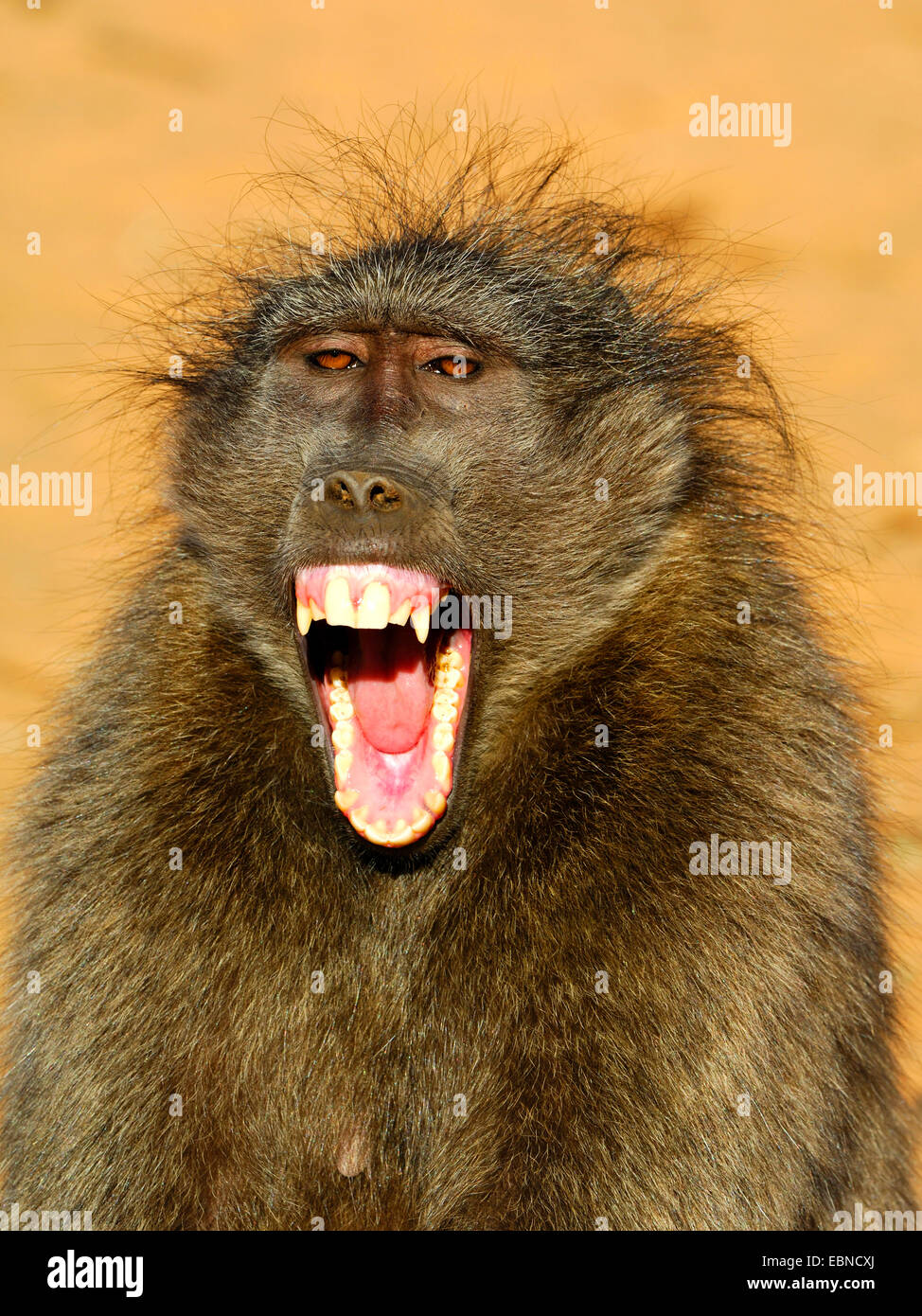 Chacma baboon, anubius baboon, olive baboon (Papio ursinus, Papio cynocephalus ursinus), yawning, Namibia, Etosha National Park Stock Photo