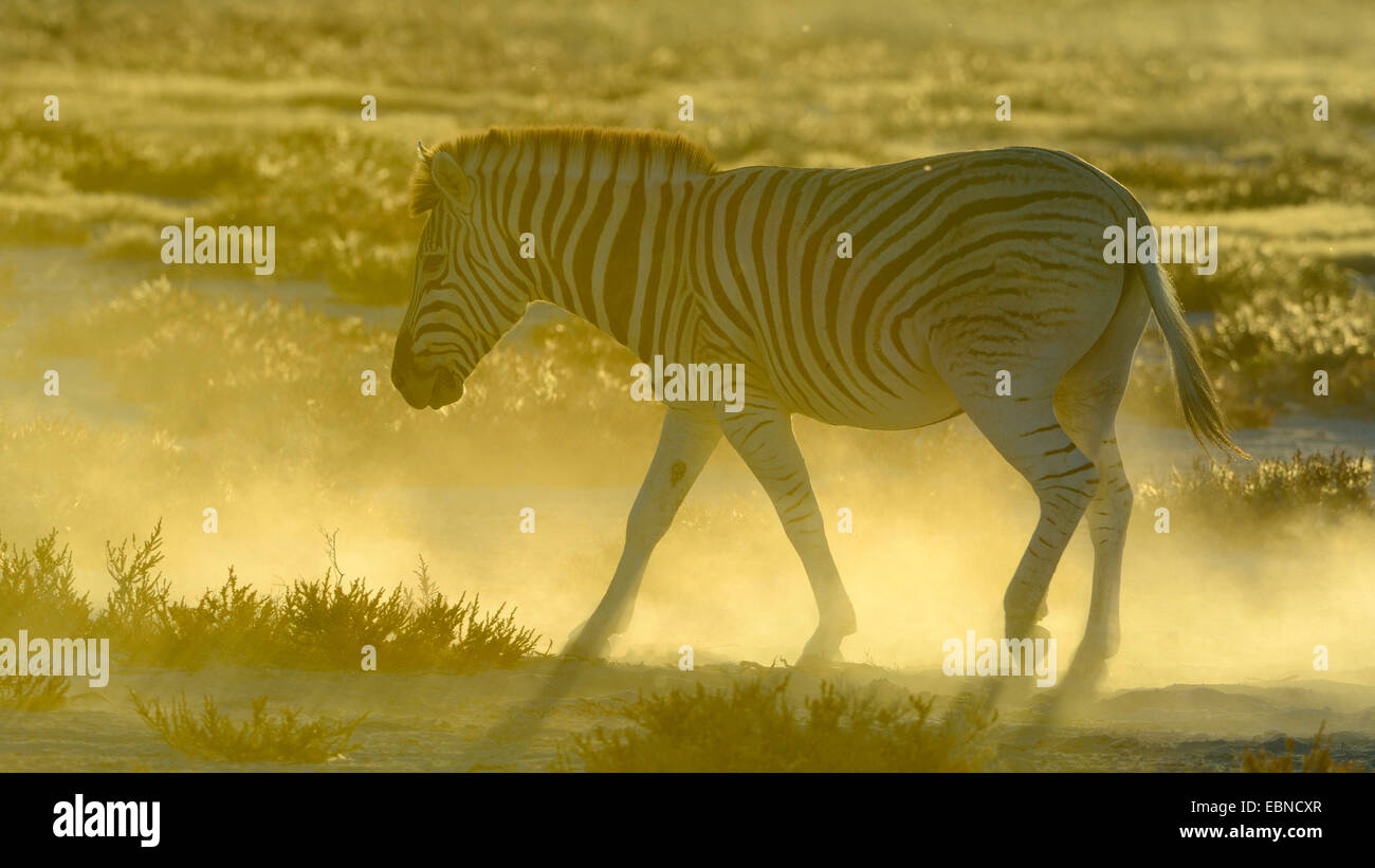 Burchell's zebra, zebra, Common zebra (Equus quagga burchelli, Equus burchelli), dust bathing in the evening in backlight, Namibia, Etosha National Park Stock Photo