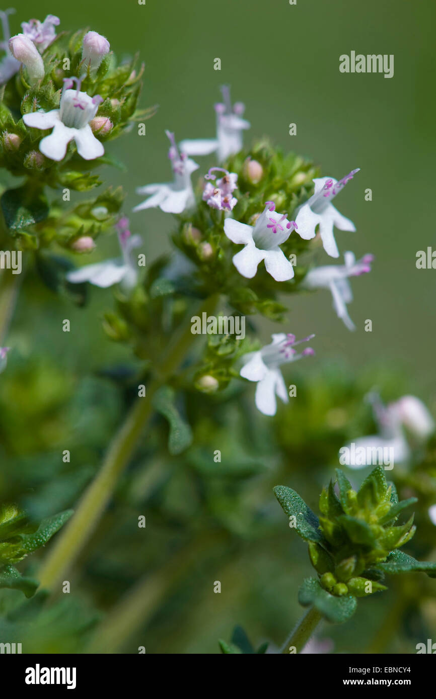 Garden thyme, English thyme, Common thyme (Thymus vulgaris