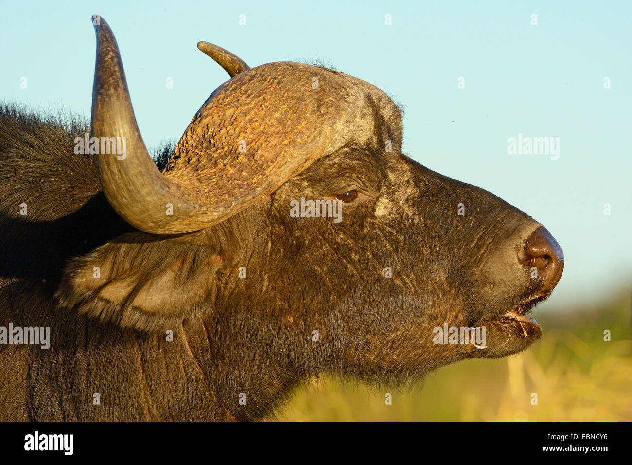 African buffalo (Syncerus caffer), portrait in evening light, Botswana, Chobe National Park Stock Photo