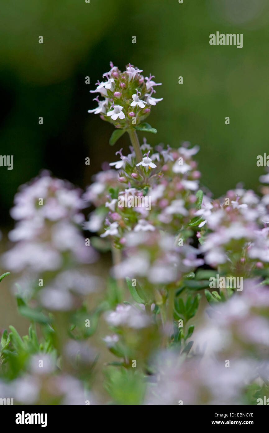 Garden thyme, English thyme, Common thyme (Thymus vulgaris