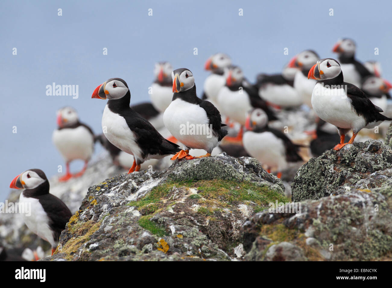 Atlantic Puffin Common Puffin Fratercula Arctica Group On Rock 