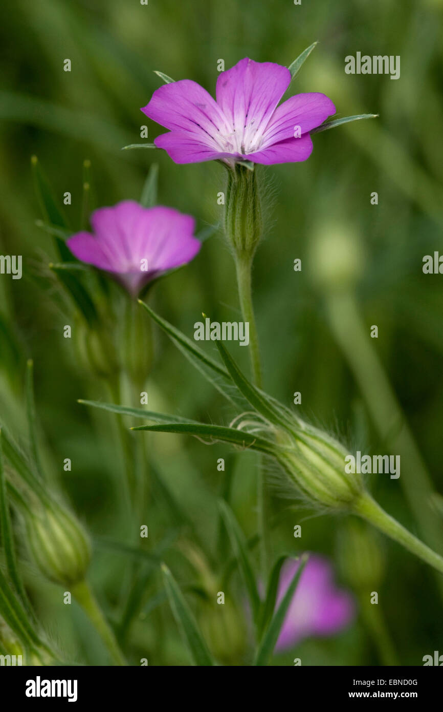 common corncockle (Agrostemma githago), blooming, Germany Stock Photo