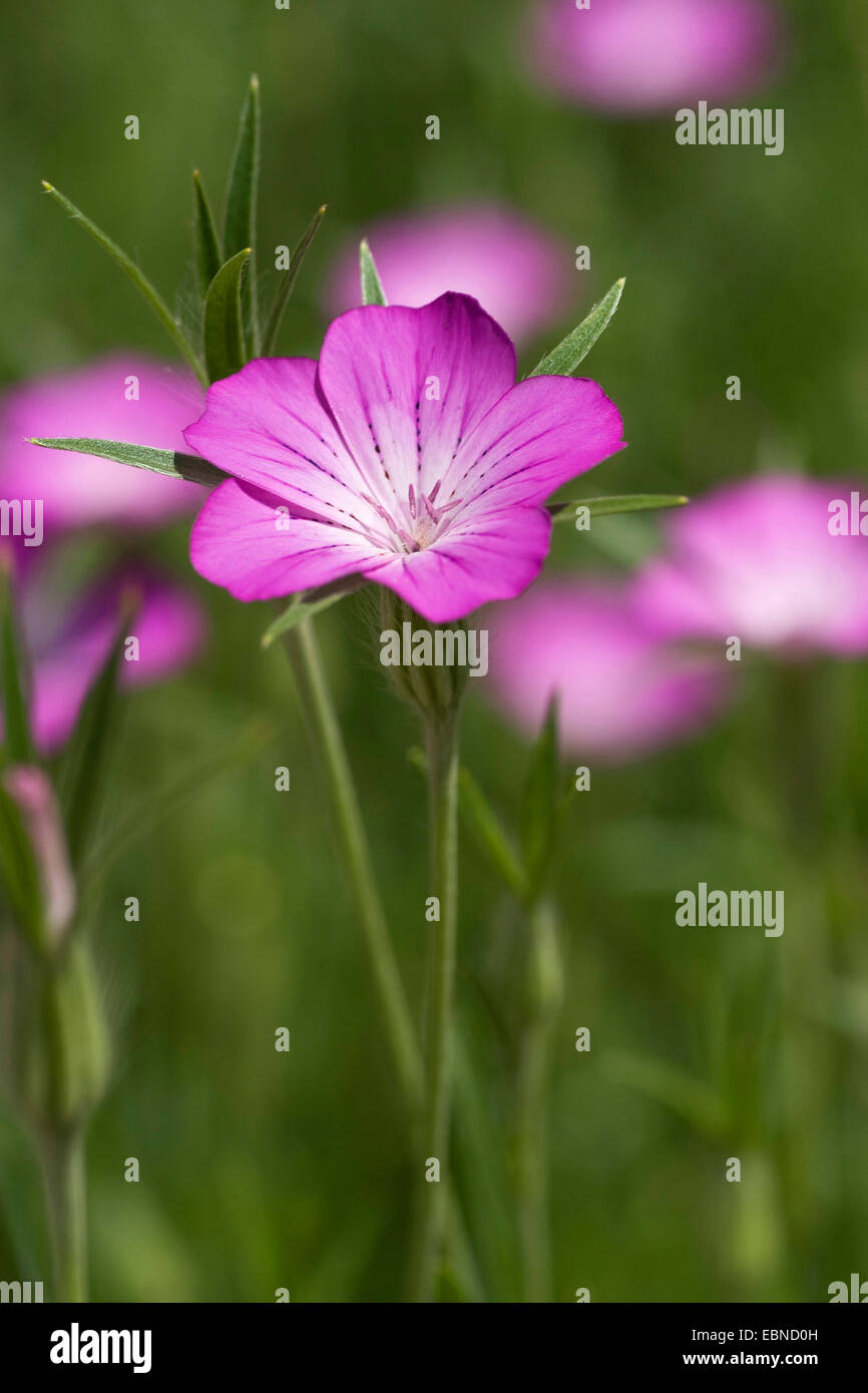 common corncockle (Agrostemma githago), blooming, Germany Stock Photo