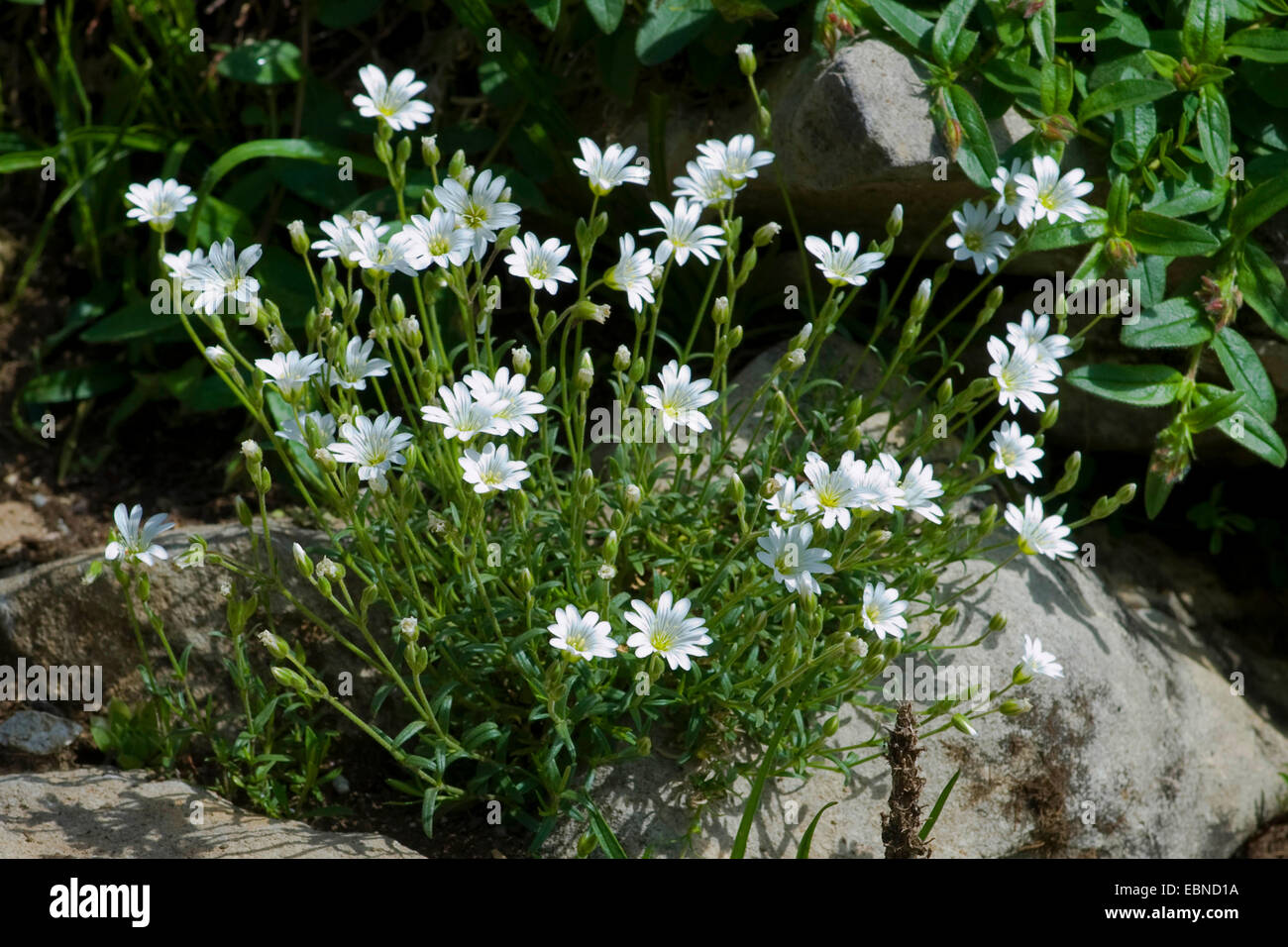 Stiff Field chickweed (Cerastium arvense subsp. strictum), blooming, Switzerland Stock Photo