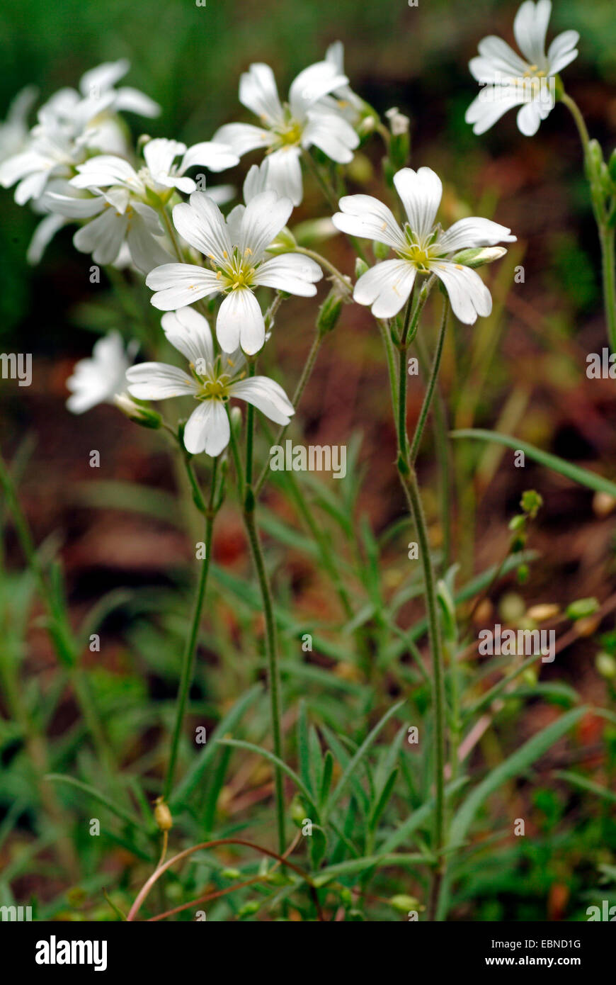 field mouse-ear (Cerastium arvense), blooming, Germany Stock Photo