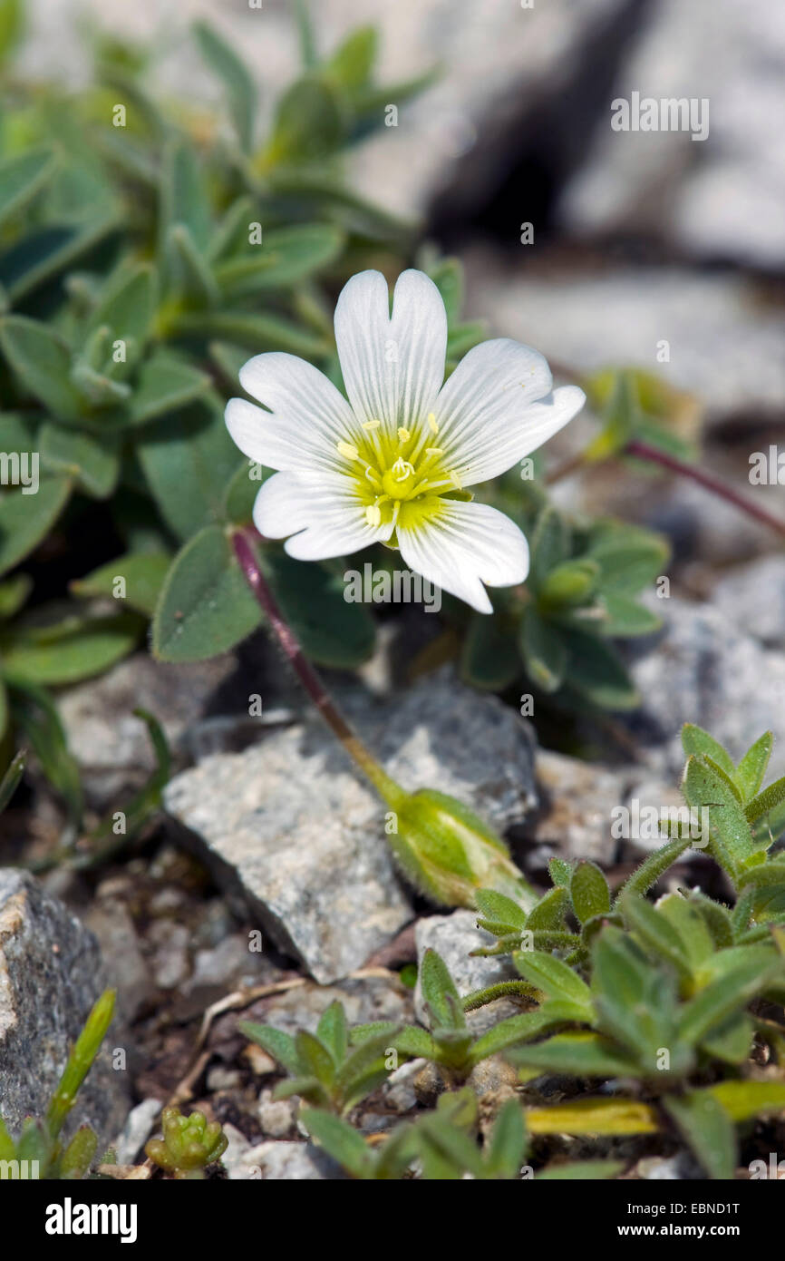 Glacier Mouse-Ear (Cerastium uniflorum), flower, Switzerland, Schynige Platte Stock Photo