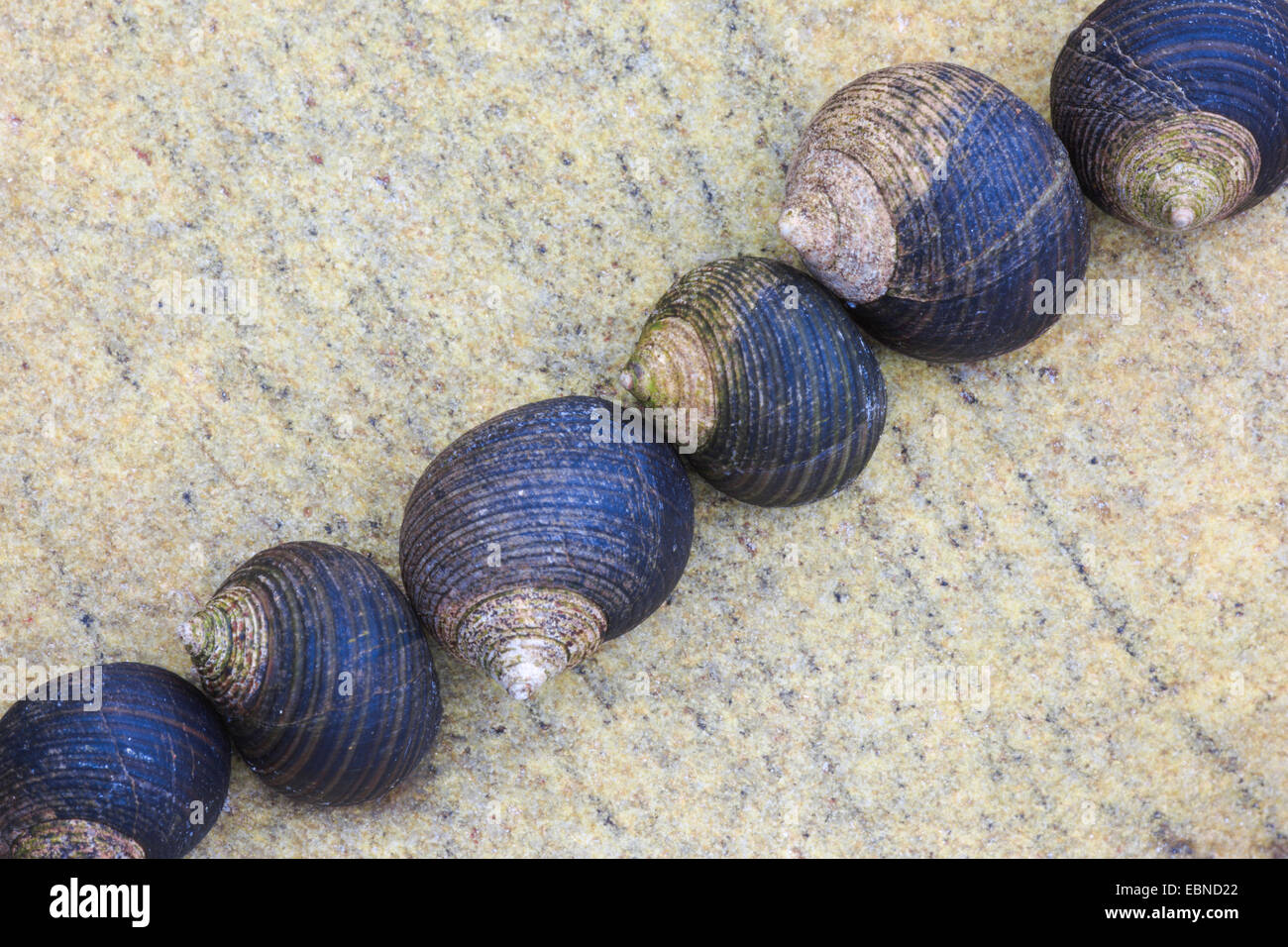 snail shells in a row on a rock, United Kingdom, Scotland Stock Photo