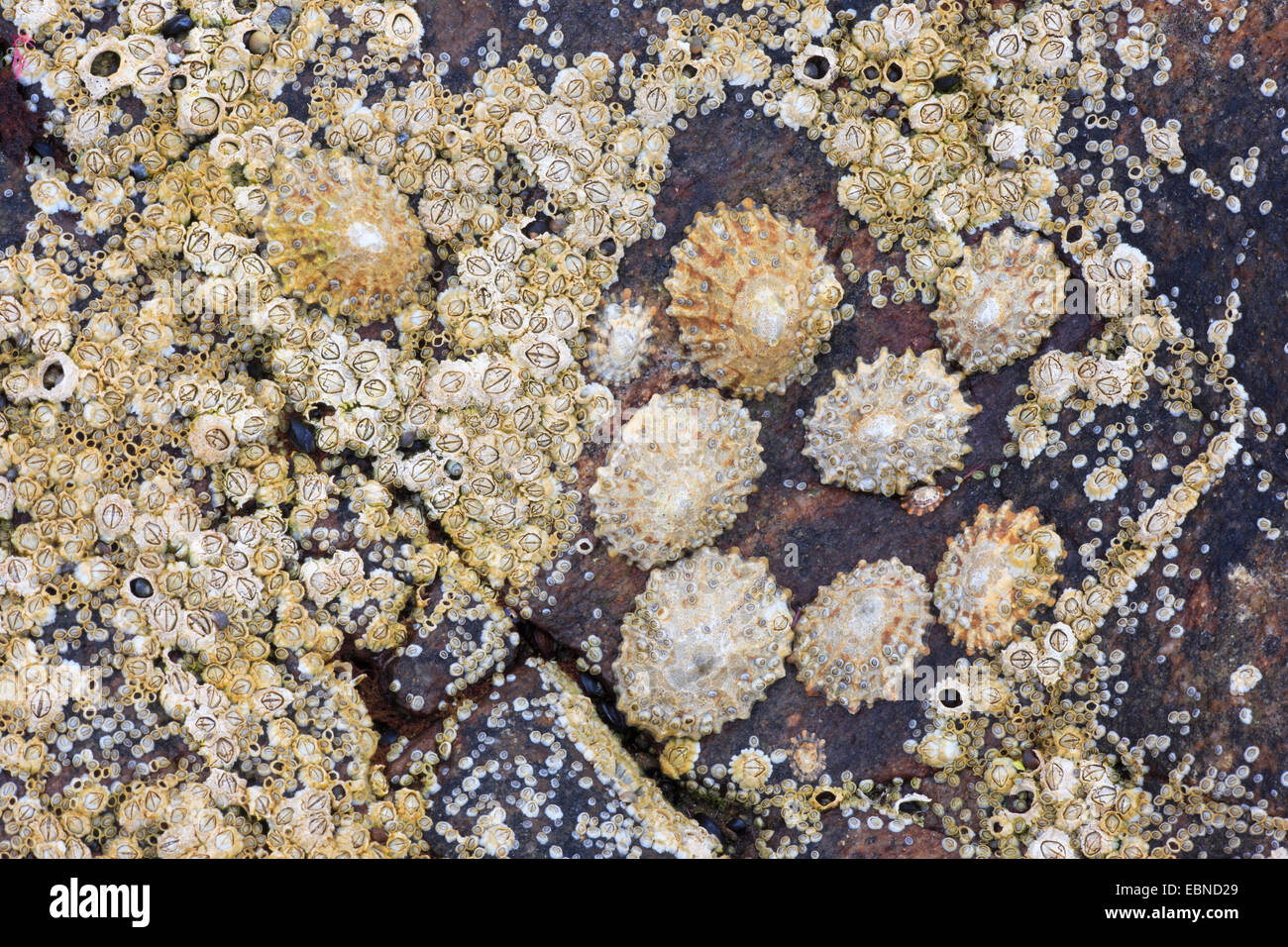 limpets, true limpets (Patellidae), limpets on a rock, United Kingdom, Scotland Stock Photo