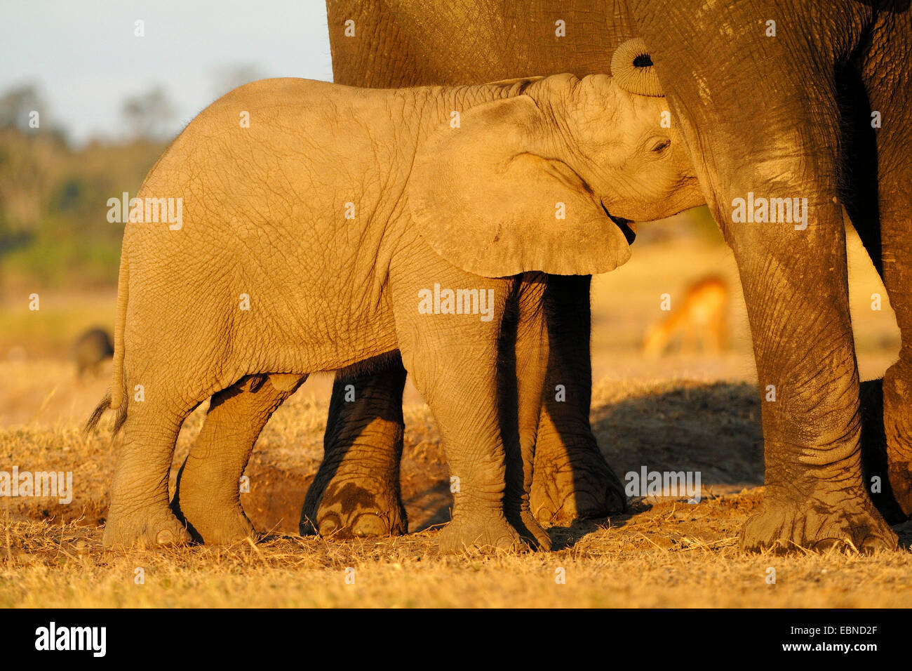 African elephant (Loxodonta africana), sucking baby elephant in the evening light, Botswana, Chobe National Park Stock Photo